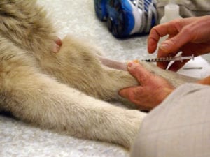 Veterinarian giving a dog a vaccination