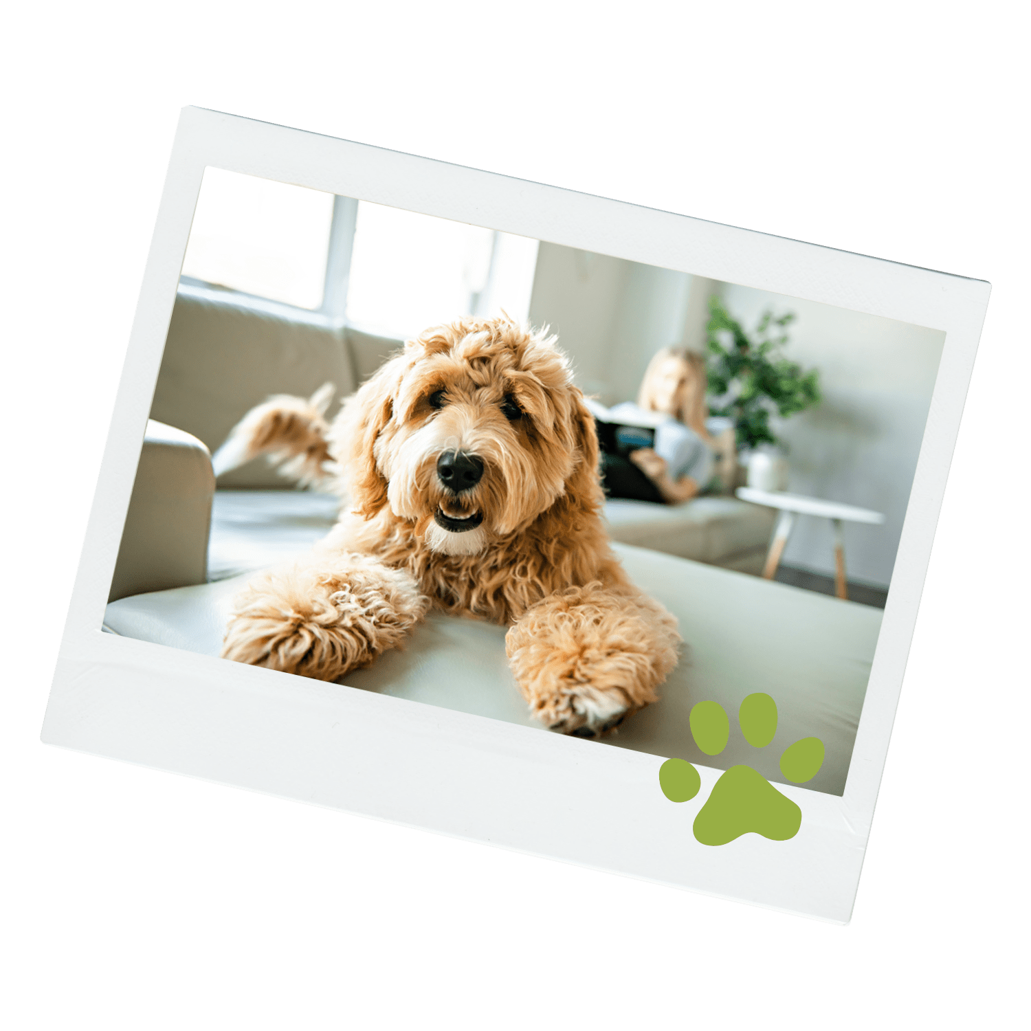 Dog Polaroid Paw